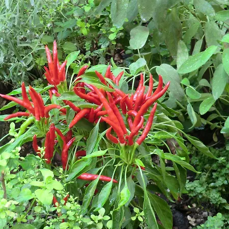 Il Giardino Di Alisa *
