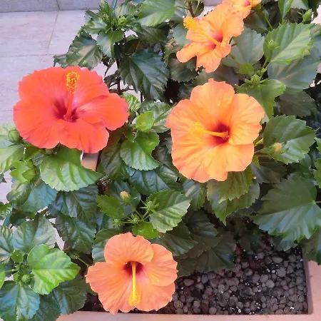 Il Giardino Di Alisa Bed & Breakfast *