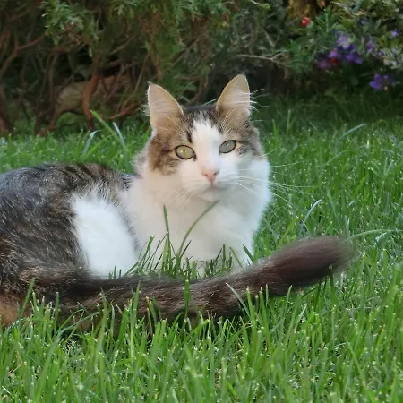 Il Giardino Di Alisa *