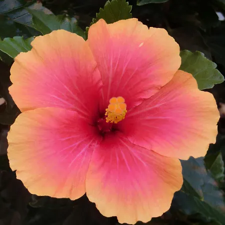 Il Giardino Di Alisa Bed & Breakfast *